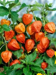 Physalis franchetti (5 ks)