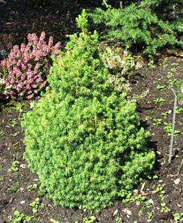 Picea glauca ´J.W. Daisys White´