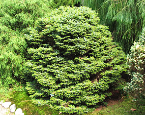 Picea omorika ´Nana´