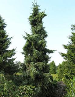 Picea omorika ´Pendula´