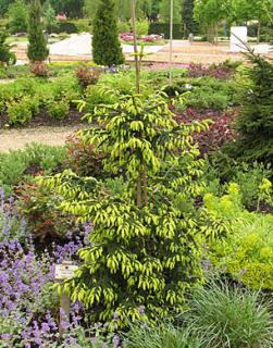 Picea orientalis ´Early Gold´