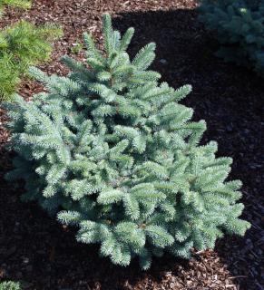 Picea pungens Glauca Globosa