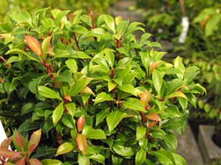 Pieris japonica Bisbee Dwarf