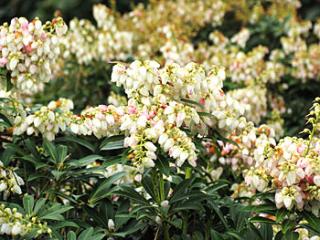 Pieris japonica ´Debutatne´