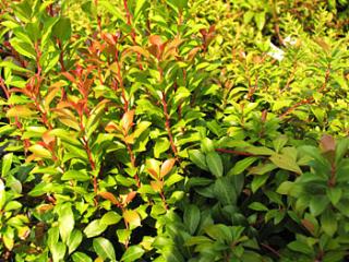 Pieris japonica ´Little Heath Green'