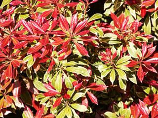 Pieris japonica ´Minor´