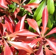 Pieris japonica Red Mill