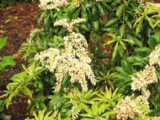 Pieris japonica ´Scarlett O´Hara´