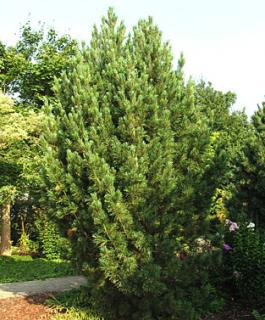 Pinus cembra