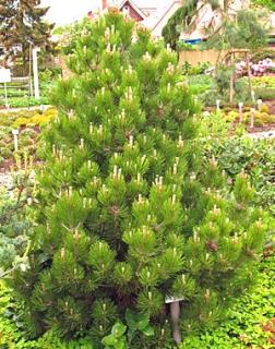 Pinus leucodermis ´Compact Gem´