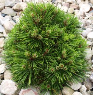 Pinus mugo Benjamin