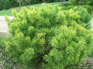 Pinus mugo Hesse