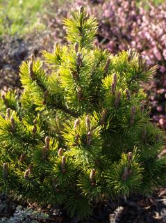 Pinus mugo Winter Gold