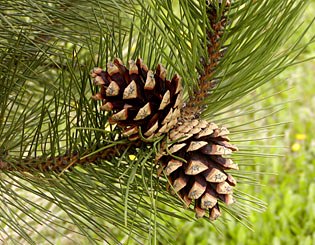 Pinus nigra 25 - 35 cm