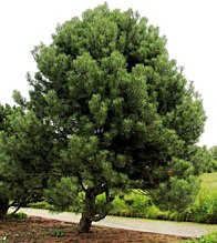 Pinus nigra 'Hornibrookiana'