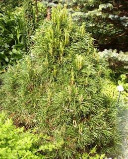 Pinus nigra 'Pygmaea'