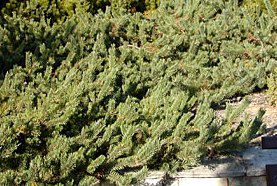 Pinus sylvestris 'Albyns'
