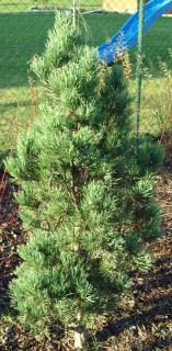 Pinus sylvestris ´Fastigiata´