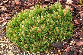 Pinus unicata 'Paradekissen'