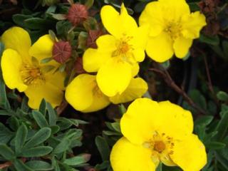 Potentilla fruticosa 'Goldstar'