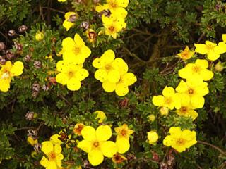 Potentilla fruticosa 'Jolina'