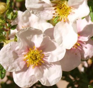 Potentilla fruticosa Pink Queen