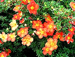 Potentilla fruticosa ´Red Ace´