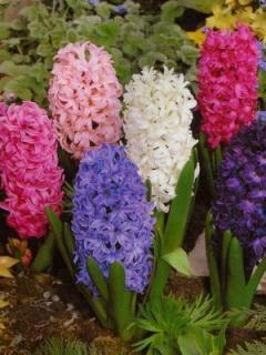 POZOR! Akce hyacint - směs barev (3 ks)