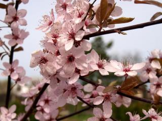 Prunus cerasifera ´Nigra´