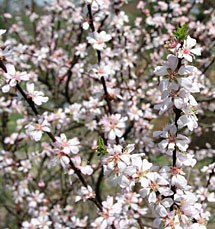 Prunus glandulosa 'Rosea Plean'