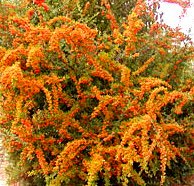 Pyracantha coccinea ´Orange Glow´