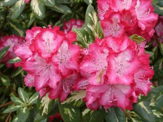 Rhododendron Ann Lindsay 5 - 15 cm