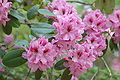 Rhododendron Azurro 15 - 20 cm