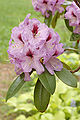 Rhododendron Cheer 15 - 20 cm