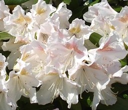Rhododendron Eskimo 25 - 40 cm