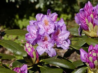Rhododendron Goldflimmer 5 - 15 cm