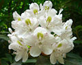 Rhododendron Madame Masson 25 - 40 cm