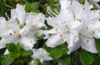 Rhododendron obtusum 'Luzi' - zakrslý