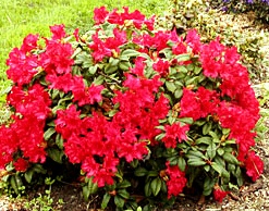 Rhododendron Scarlet Wonder 20 - 30 cm