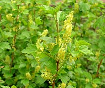 Ribes alpinum