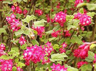 Ribes sanguineum 30 - 40 cm