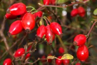 Rosa canina