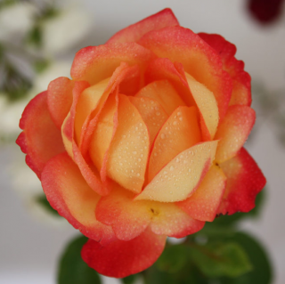 Rosa Double Perfume - velkokvětá