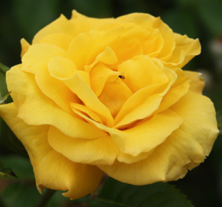 Rosa Golden Perfume - velkokvětá