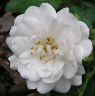 Rosa New Crystal - polyantka (sadová, mnohokvětá)