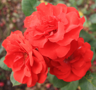 Rosa Red Delight - polyantka (sadová, mnohokvětá)