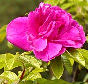 Rosa rugosa 'Hansa'