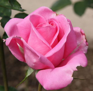 Rosa Tom Tom - polyantka (sadová, mnohokvětá)