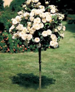 Růže stromková - bílá kontejnerovaná!