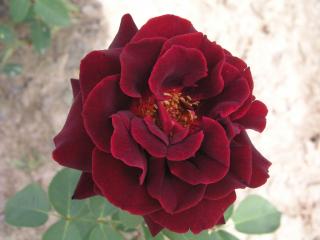 Růže stromková převislá - tmavě-červená, kontejnerovaná!